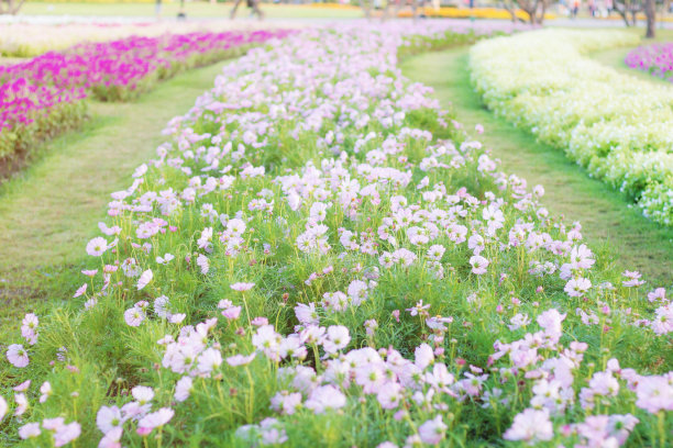 宇宙在种植园。图片下载