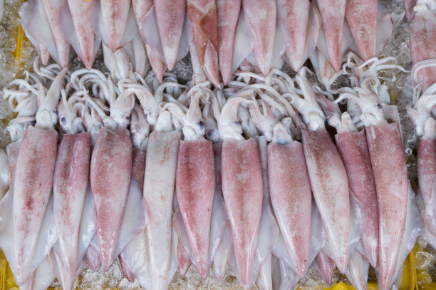 乌贼背景的特写图片下载