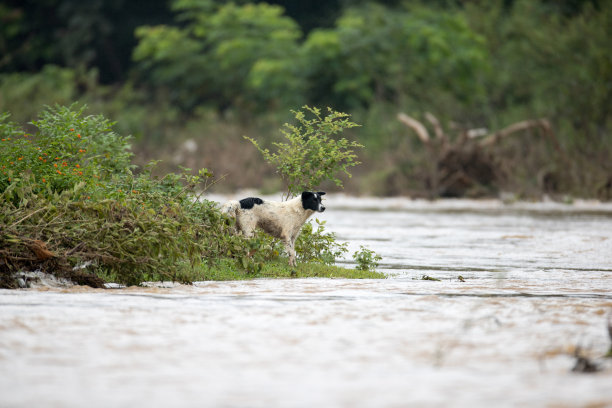 黑狗,本地品种图片下载
