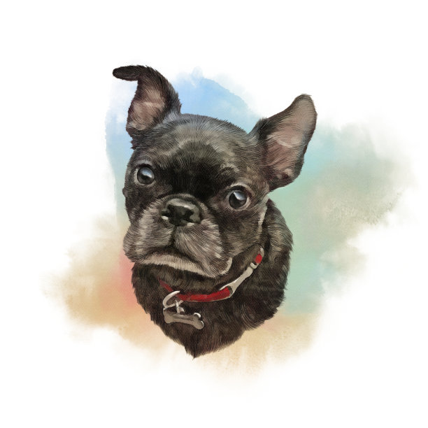 法国斗牛犬的狗图片下载