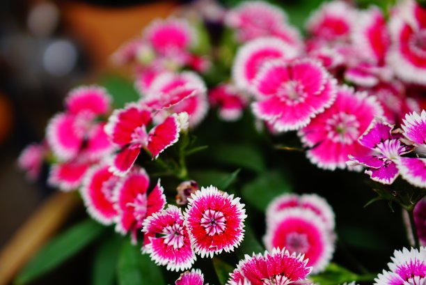 五彩石竹或花园里的彩虹粉图片下载