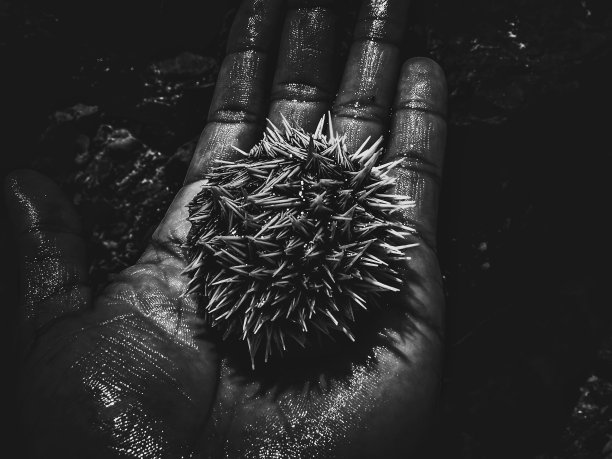手里拿着一只白色的海胆。图片下载