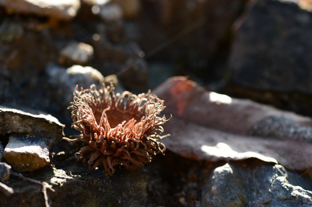 橡木                          VD733图片下载