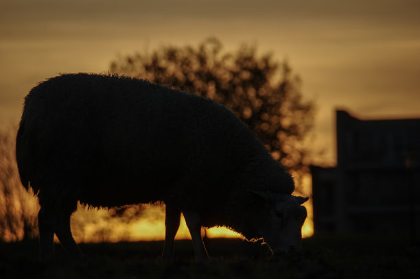 羊在轮廓图片下载