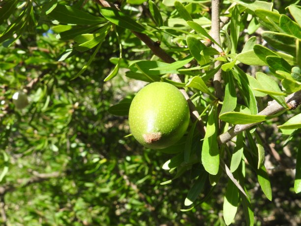 摩洛哥坚果油水果图片下载