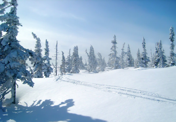 新雪上的滑雪道，被雪覆盖的云杉图片下载