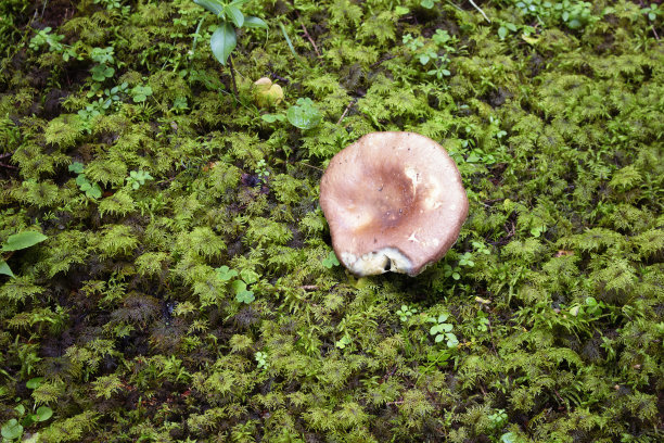 近距离观看有毒的山蘑菇和野生植物。图片拍摄于土耳其东北部黑海地区的特拉布宗/里兹地区。图片下载