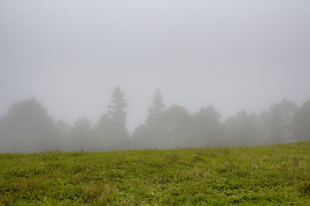 在雾中，森林树木和草地创造美丽的自然景观。图片拍摄于土耳其东北部黑海地区的特拉布宗/里兹地区。图片下载