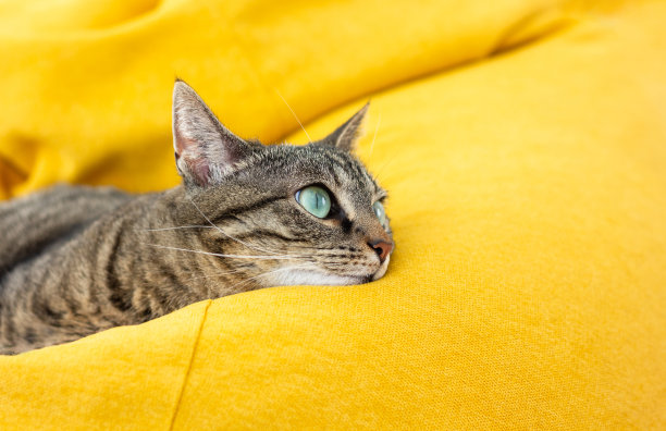 可爱的虎猫躺在亮黄色的豆袋上。图片下载