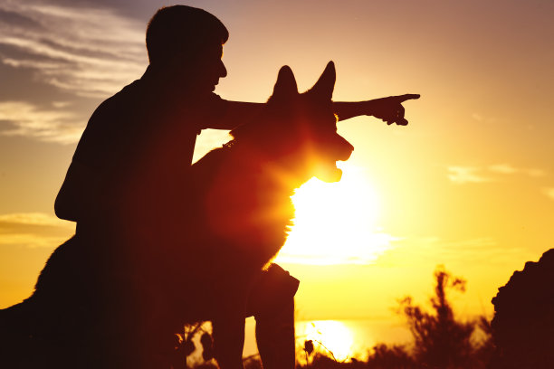 一个人的剪影与狗在田野上散步在日落，家伙训练宠物在夏季的自然，男孩给命令图片下载