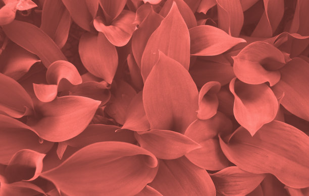 新鲜的绿叶背景。图片下载