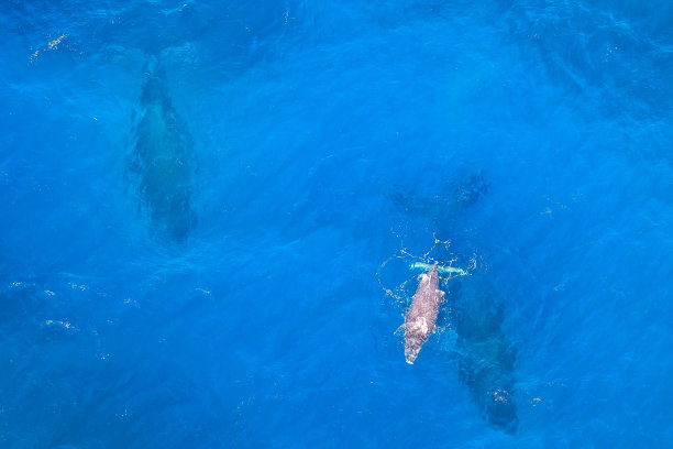 小鲸鱼和妈妈图片下载