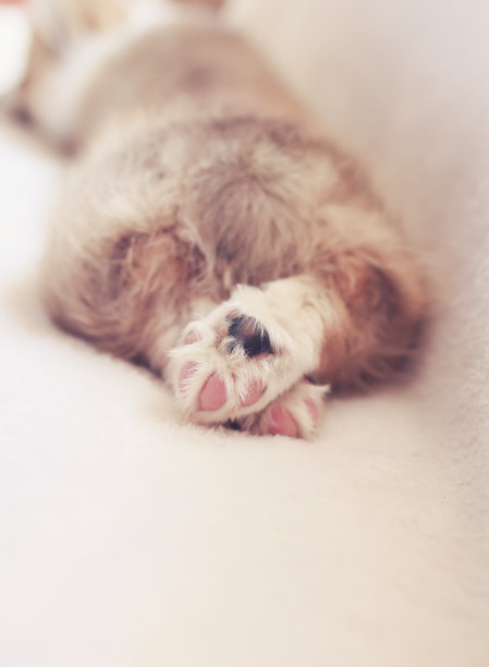 后视图，一只可爱的小狗在床上甜蜜地睡在一个白色毛茸茸的毯子上，有趣的折叠腿图片下载