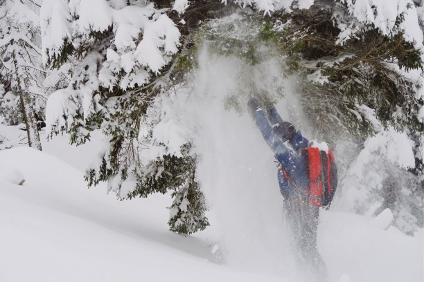 年轻的女孩玩着从云杉上落下的雪图片下载