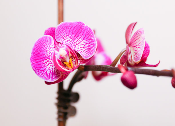 白色和紫色蝴蝶兰图片下载