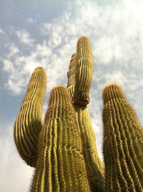 抬头看着一棵高大的仙人掌图片下载