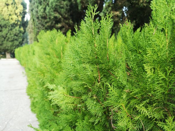 春天的风景。宏观照片。森林里的松树嫩芽发芽了。图片下载