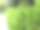 春天的风景。宏观照片。森林里的松树嫩芽发芽了。图片下载