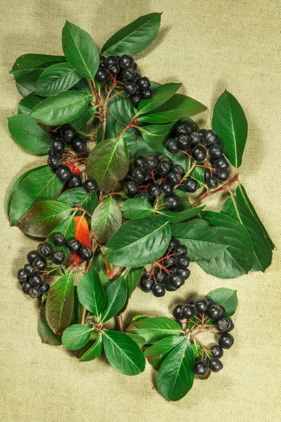 唐棣属灌木,aronia。草药用于替代药物，植物治疗。图片下载