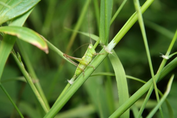 少年蚱蜢图片下载