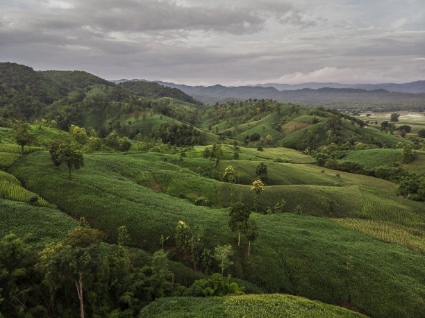 乡村景观，背景是等待收割的玉米田，无人机俯视图航拍照片。图片下载