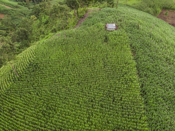 乡村景观，背景是等待收割的玉米田，无人机俯视图航拍照片。图片下载