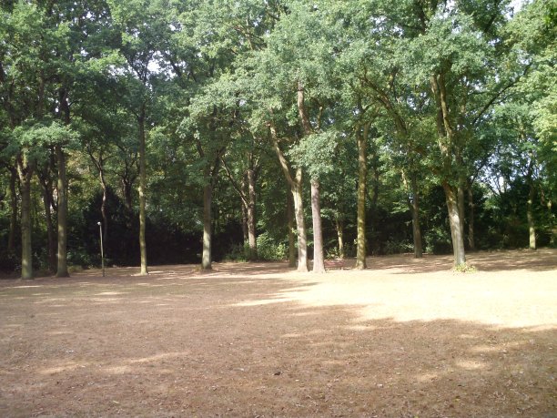 灿烂的阳光照在繁茂的公园树叶上图片下载