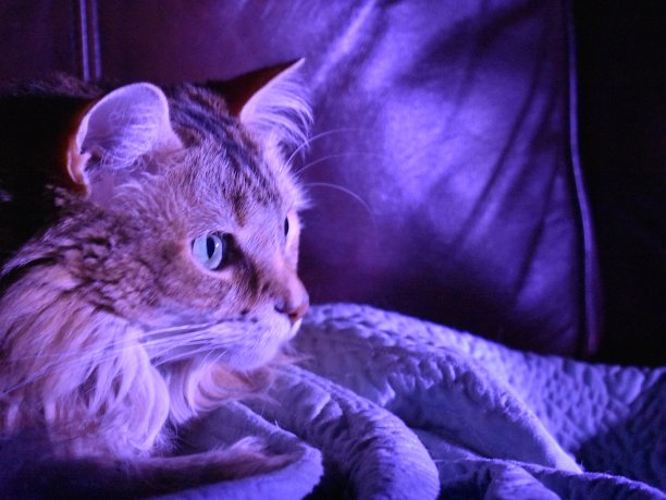 特别照明的猫图片下载