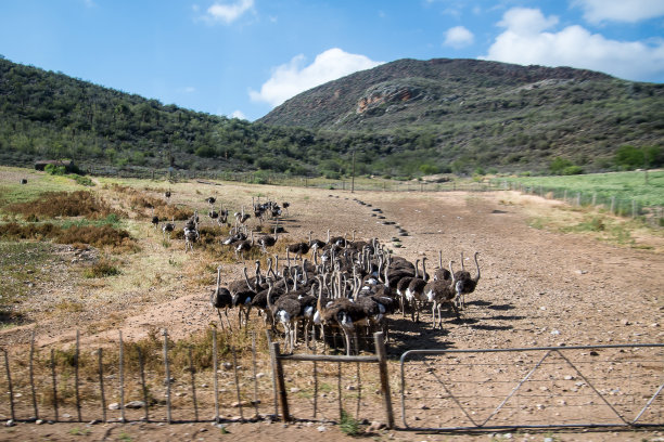 鸵鸟农场在南非图片下载