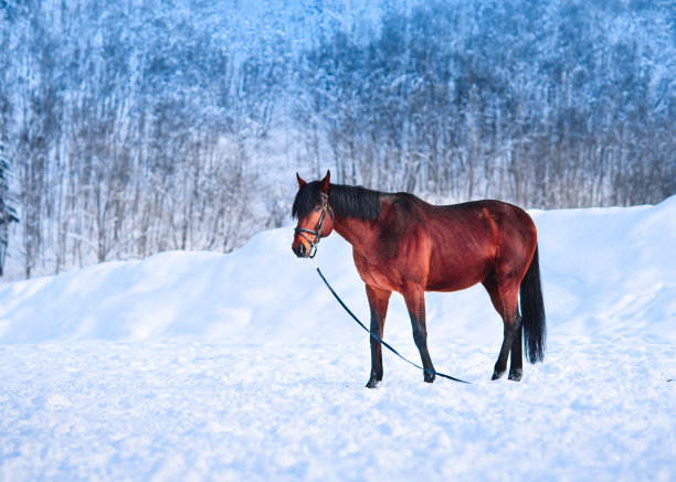 红色的马在冬天图片下载