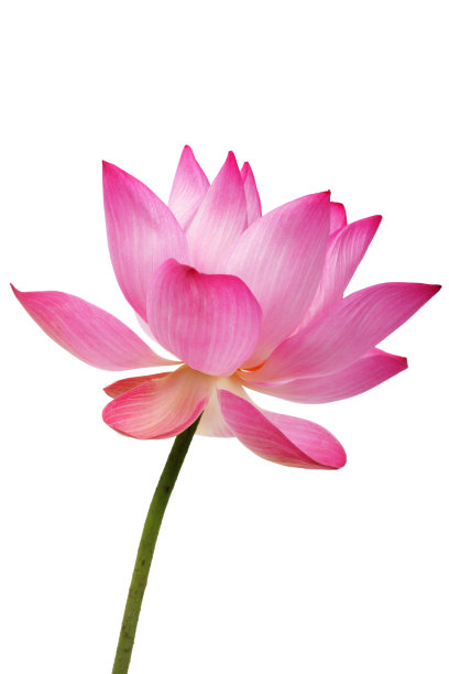 美丽的荷花孤立在白色的背景图片下载