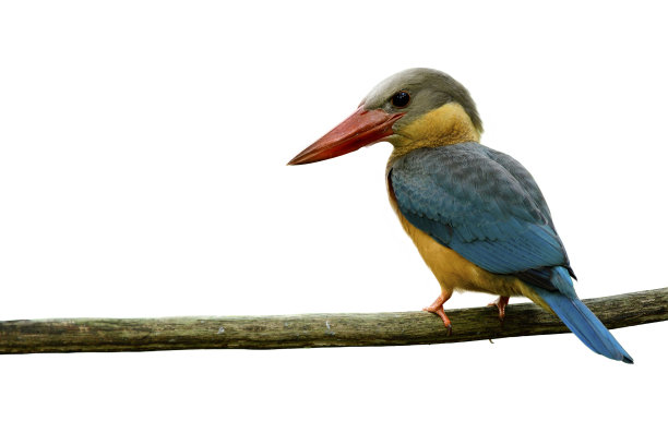 幼鸟Pelargopsis capensis(鹳嘴翠鸟，美丽的蓝色鸟与浅褐色领和棕色的头栖息在木制的树枝显示细节从头到尾和脚趾孤立在白色的背景鹳嘴翠鸟)美丽的蓝色鸟与图片下载