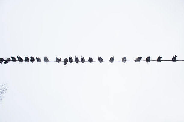 鸽子，鸽子坐在铁丝上，俯视着冬天的天空图片下载