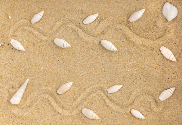 明亮的背景与不同的海贝壳图片下载