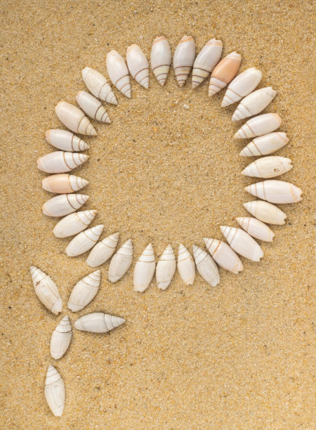 明亮的背景与不同的海贝壳图片下载