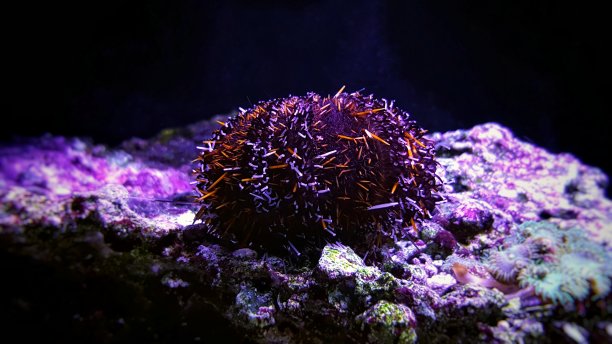 针垫海胆，多毛海胆图片下载