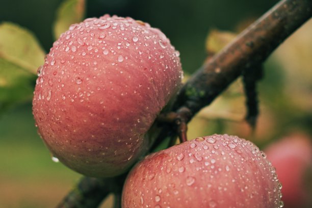 红熟多汁的苹果，挂满了露水。图片下载