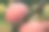 红熟多汁的苹果，挂满了露水。图片下载