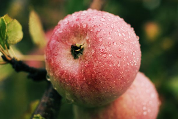 红熟多汁的苹果，挂满了露水。图片下载