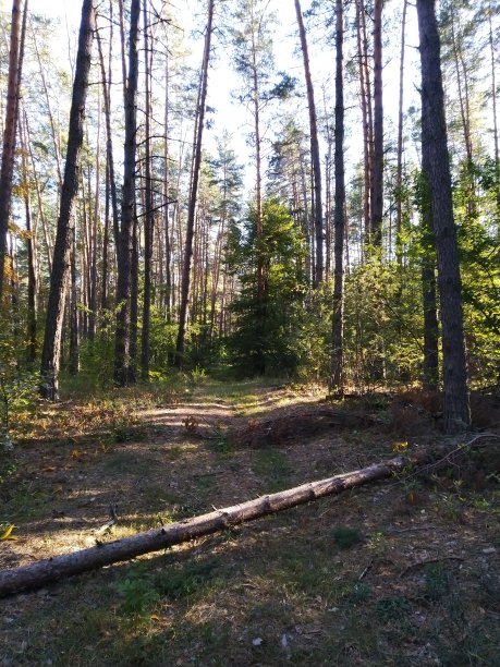 秋天的森林图片下载