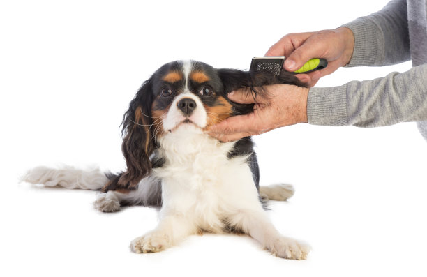 骑士国王查尔斯猎犬正在被刷毛图片下载