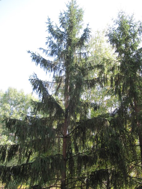 冷杉树,云杉。图片下载