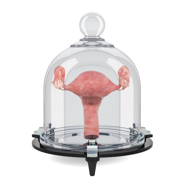 人体子宫由玻璃罩罩，保护理念。3D渲染孤立的白色背景图片下载