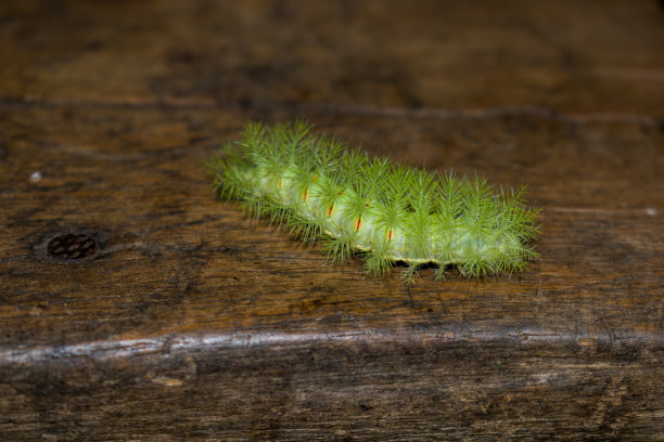 危险的绿色的虫子图片下载