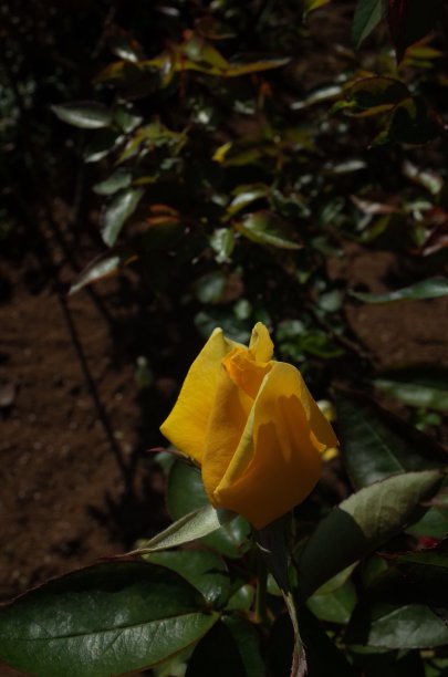 玫瑰“Duftgold”-黄色图片下载