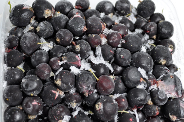 白色背景上覆盖着白霜的冰冻浆果素材图片