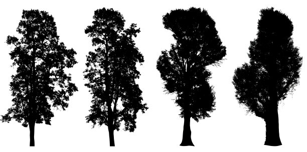 在白色背景上孤立的树集集合。轮廓的树木。剪切路径包括图片下载