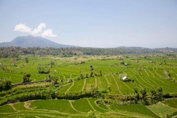 景观有稻田和火山。图片下载