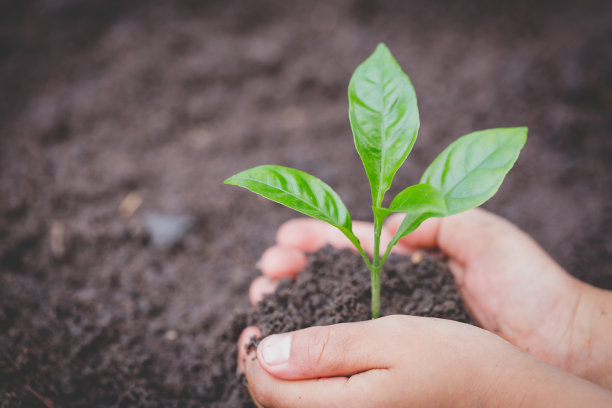 孩子手牵着手，呵护一株绿色的幼苗，种苗从丰富的土壤中生长，植树造林，减少全球变暖，种一棵树，关爱自然，世界环境日图片下载