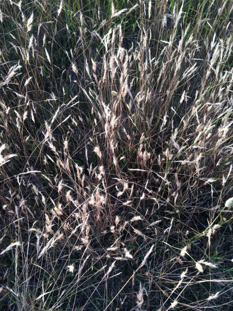 撒了种子的毛茸茸的草顶在微风中跳舞图片下载